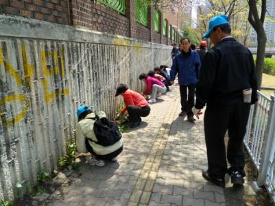 장안구 정자2동&#44; 담쟁이덩굴 식재 및 하천변 꽃씨식재